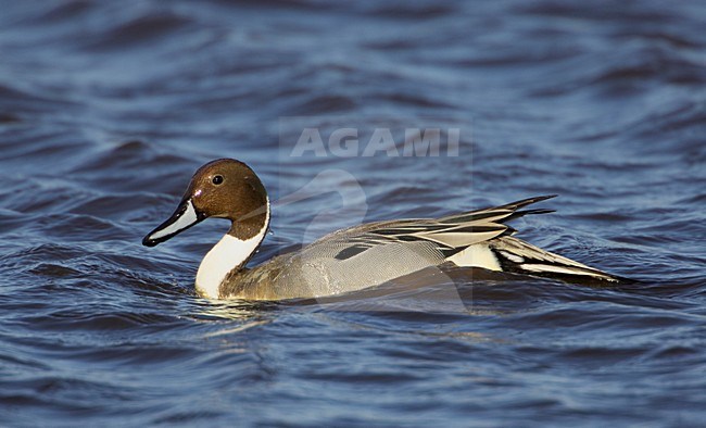 Mannetje Pijlstaart; Male orthern Pintail stock-image by Agami/Markus Varesvuo,