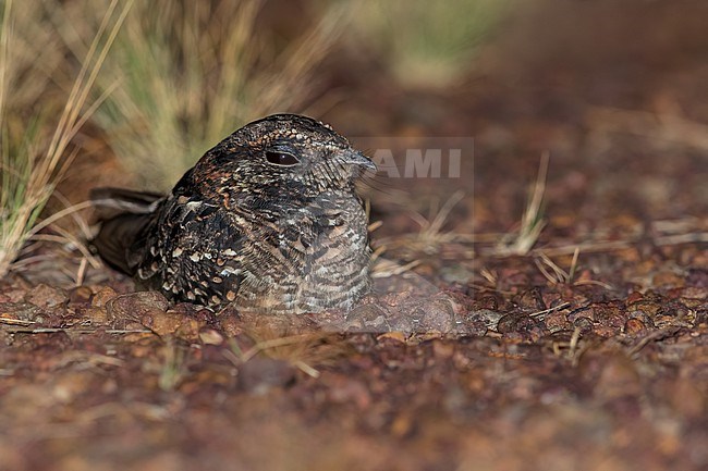 Todd's Nightjar (Setopagis heterura) Resting on a ground in Guyana stock-image by Agami/Dubi Shapiro,