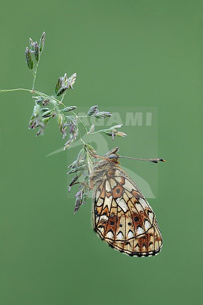 Zilveren maan; Small Pearl-bordered Fritillary; stock-image by Agami/Walter Soestbergen,