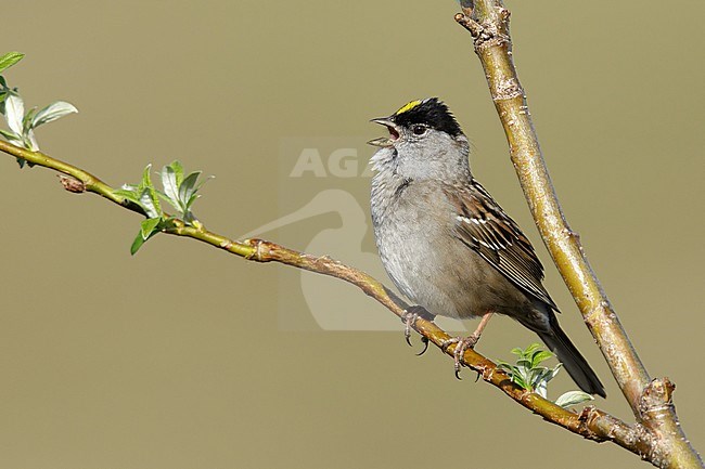 Adult ale Golden-crowned Sparrow (Zonotrichia atricapilla) in summer plumage perched in small bush on Seward Peninsula, Alaska, USA. Singing its heart out. stock-image by Agami/Brian E Small,