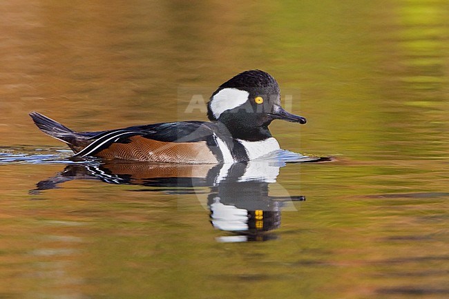 Hooded Merganser (Lophodytes cucullatus) swimming on a pond in Victoria, BC, Canada. stock-image by Agami/Glenn Bartley,