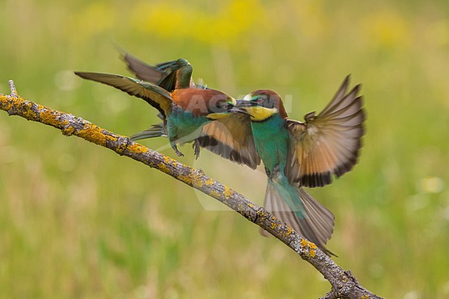 Bijeneter voerend, European Bee-eater feeding stock-image by Agami/Daniele Occhiato,