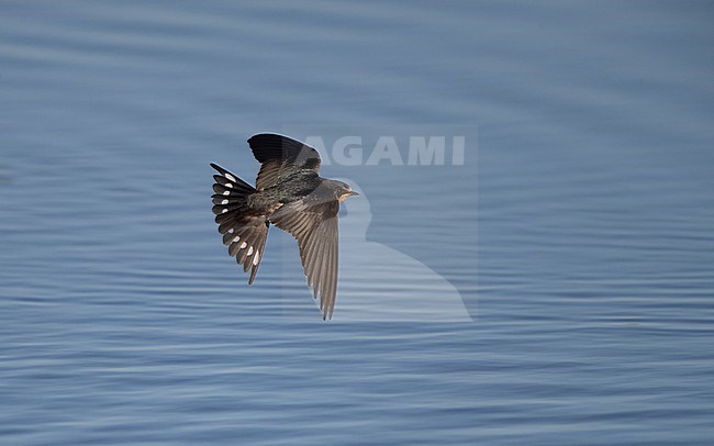 Barn Swallow (Hirundo rustica rustica) in flight over water showing upperside at Vestamager, Denmark stock-image by Agami/Helge Sorensen,