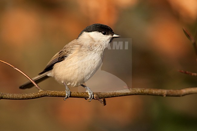 Marsh Tit perched in a garden stock-image by Agami/Wil Leurs,