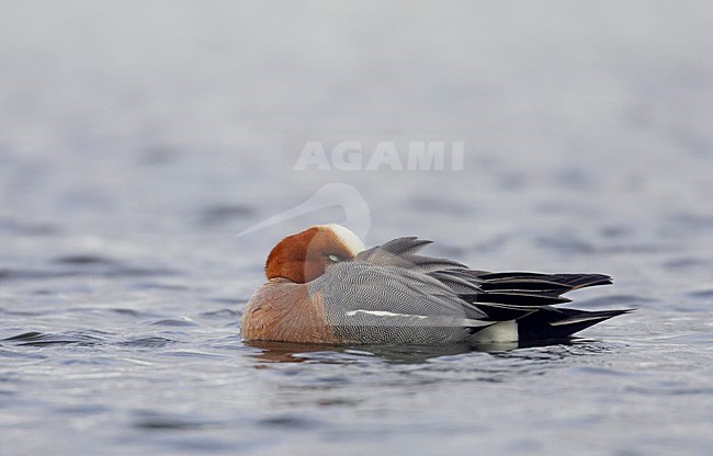 Smient mannetje rustend in water; Eurasian Wigeon male resting in water stock-image by Agami/Markus Varesvuo,