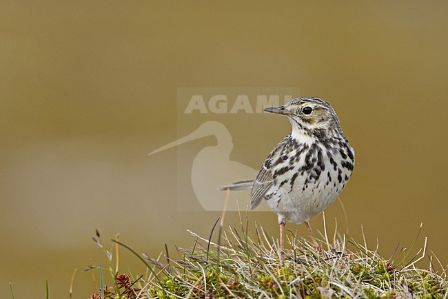 Meadow Pipit standing on the ground; Graspieper staand op de grond stock-image by Agami/Jari Peltomäki,