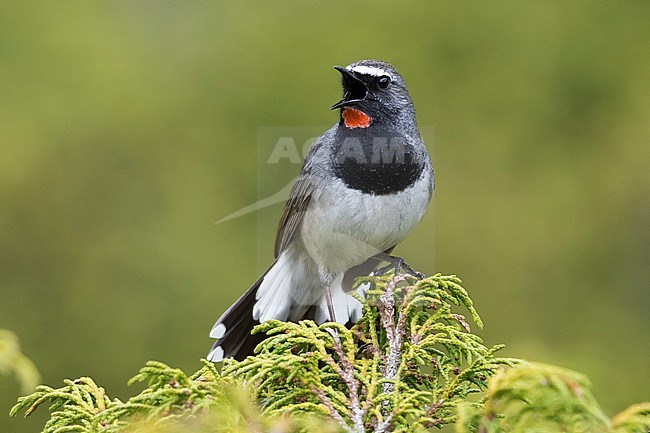 Stunning male Himalayan Rubythroat (Calliope pectoralis ballioni) perched on top of a bush in the mountains of Kazakhstan. Also known as White-tailed Rubythroat. stock-image by Agami/Daniele Occhiato,