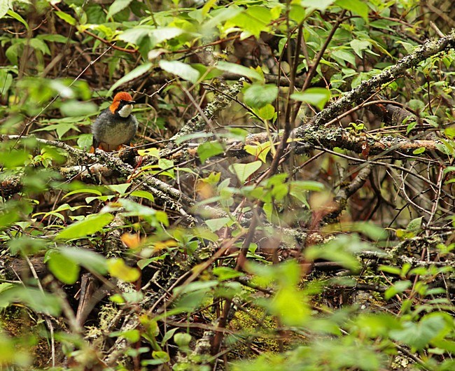 Man Roodkopnachtegaal in Chinese onderbegroeing;  Rufous-headed Robin adult make in Chinese undergrowth stock-image by Agami/Pete Morris,