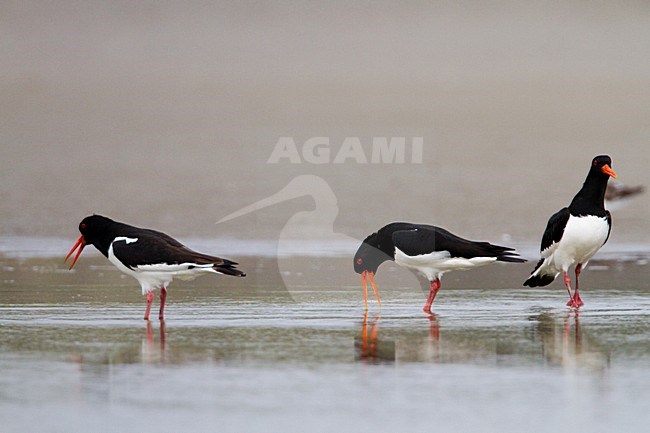 Scholeksters baltsend; Eurasian Oystercatchers displaying stock-image by Agami/Menno van Duijn,