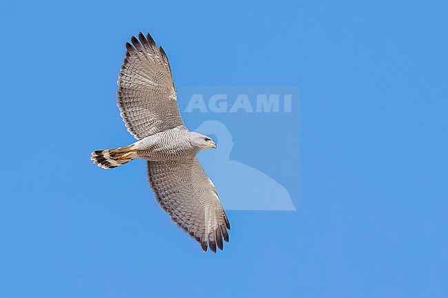 Adult 
Pima Co., AZ
April 2024 stock-image by Agami/Brian E Small,