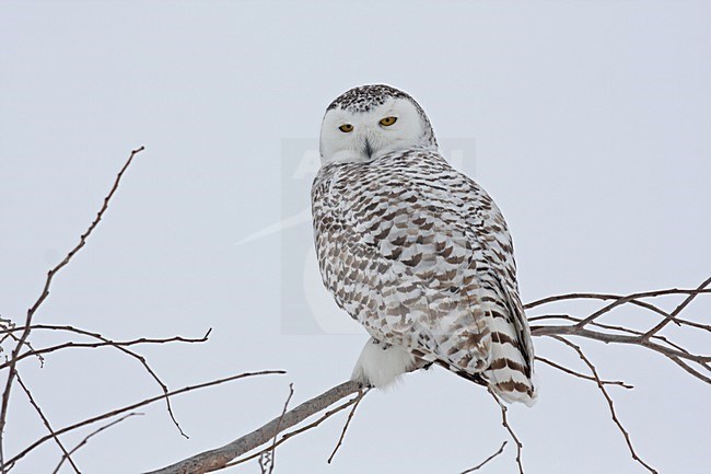 Sneeuwuil zittend op tak; Snowy Owl perched on branch stock-image by Agami/Chris van Rijswijk,