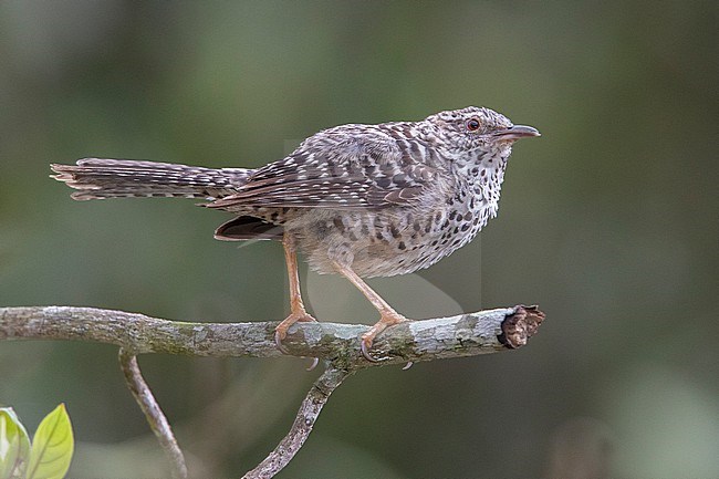 Band-backed Wren (Campylorhynchus zonatus) at La Danta, Antioquia, Colombia. stock-image by Agami/Tom Friedel,