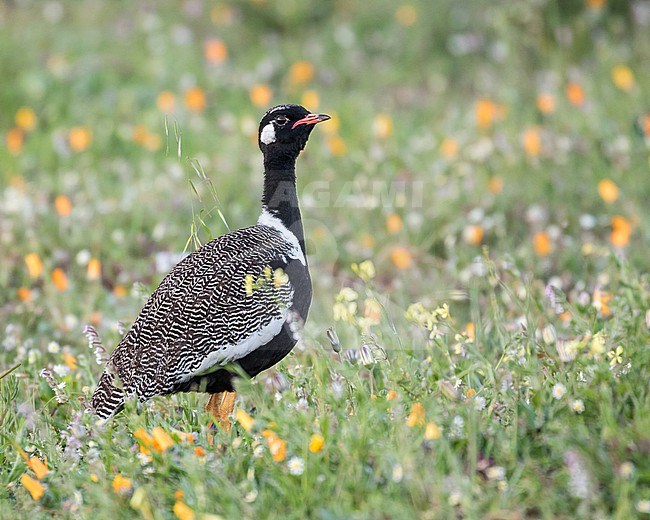 Male Southern Black Korhaan (Afrotis afra) in South Africa. stock-image by Agami/Pete Morris,