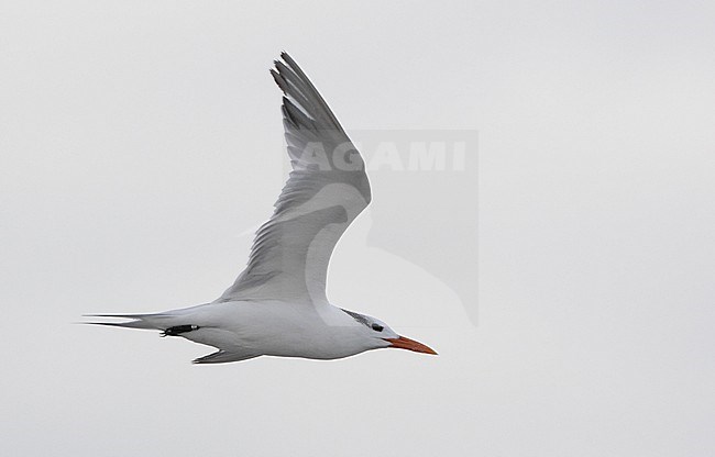 Royal Tern (Thalasseus maximus), in flight at Cape May, New Jersey, USA stock-image by Agami/Helge Sorensen,