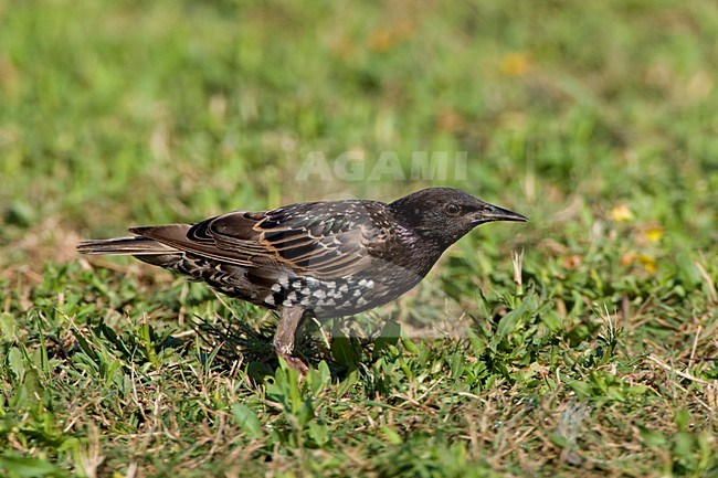 Volwassen Spreeuw in grasveld; Adult Common Starling in grass stock-image by Agami/Daniele Occhiato,