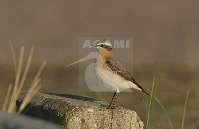 Northern Wheatear perched; Tapuit zittend stock-image by Agami/Arie Ouwerkerk,