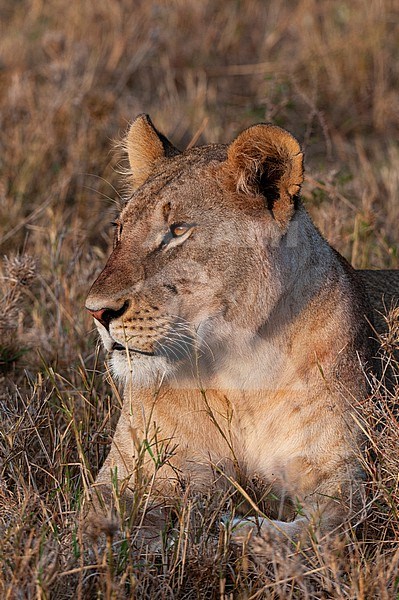 Portrait of a lioness, Panthera leo, at rest. Masai Mara National Reserve, Kenya. stock-image by Agami/Sergio Pitamitz,