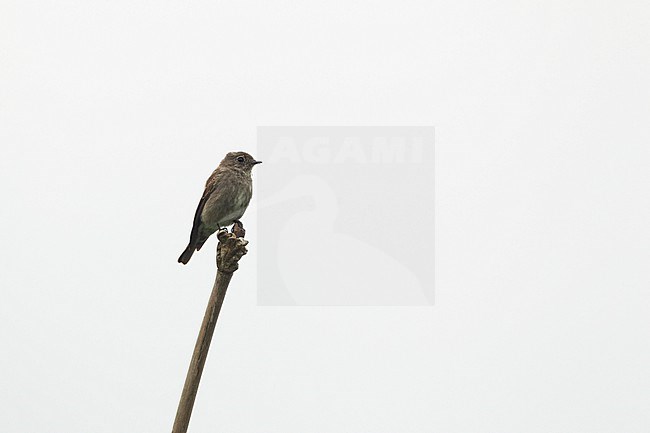 Dark-sided Flycatcher (Muscicapa sibirica), perched in Kaeng Krachan National Park, Thailand stock-image by Agami/Helge Sorensen,