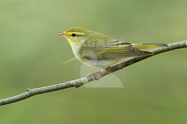 Wood Warbler, Phylloscopus sibilatrix, in woodland in Italy. stock-image by Agami/Daniele Occhiato,