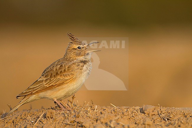 Maghreb Lark - Maghreb Lerche - Galerida macrorhyncha; ssp. macrorhyncha; Morocco; adult stock-image by Agami/Ralph Martin,