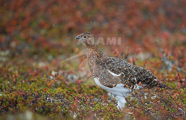 Vrouwtje Moerassneeuwhoen in zomerkleed; Female Willow Ptarmigan in summer plumage stock-image by Agami/Markus Varesvuo,