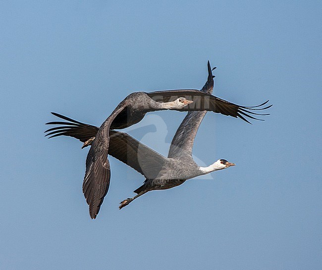 Wintering Hooded Cranes (Grus monacha) at Arasaki Crane Center, Izumi-shi, Kyushu, Japan. Immature (foreground) and adult in flight. stock-image by Agami/Marc Guyt,