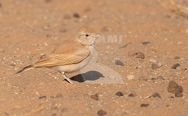 Bar-tailed Lark (Ammomanes cinctura) at Oued Jenna, Western Sahara stock-image by Agami/Eduard Sangster,