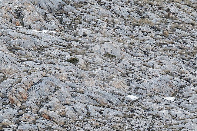 Caspian Snowcock (Tetraogallus caspius) in Turkey. stock-image by Agami/Pete Morris,