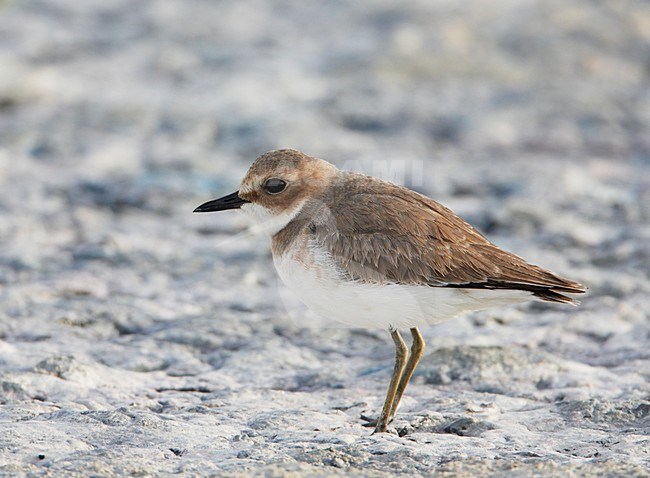 Woestijnplevier in zoutpan; Greater Sandplover in salt pan stock-image by Agami/Markus Varesvuo,