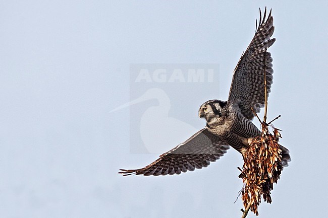 Vliegende Sperweruil; Flying Northern Hawk Owl stock-image by Agami/Rob Olivier,