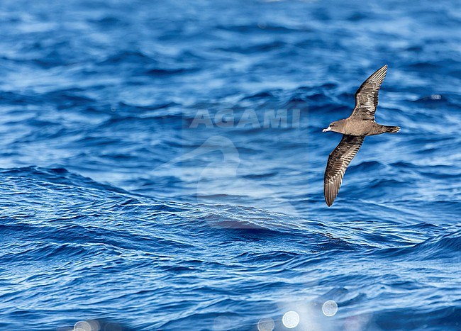 Flesh-footed Shearwater (Ardenna carneipes) at the pacific ocean off New Zealand. stock-image by Agami/Marc Guyt,