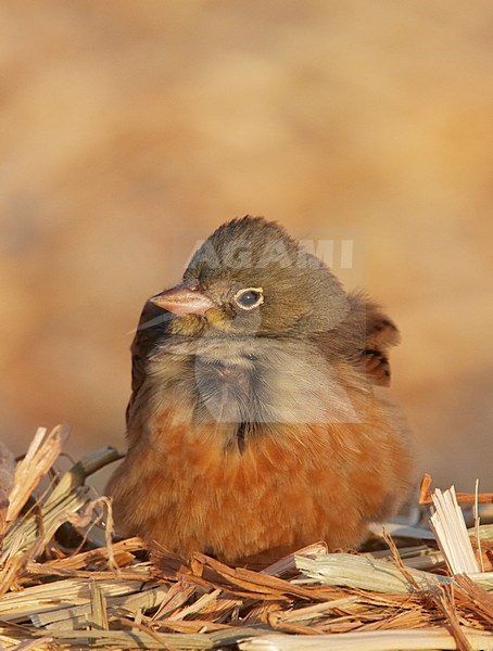 Mannetje Ortolaan in zit; Male Ortolan Bunting perched stock-image by Agami/Markus Varesvuo,