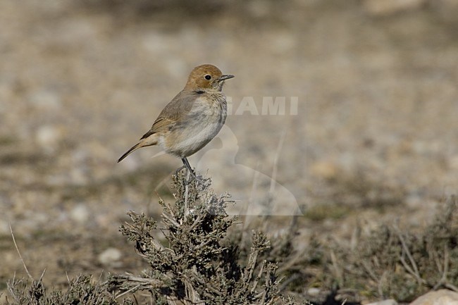 Red-rumped Wheatear female perched on small bush, Roodstuittapuit vrouwtje zittend op struik stock-image by Agami/Daniele Occhiato,