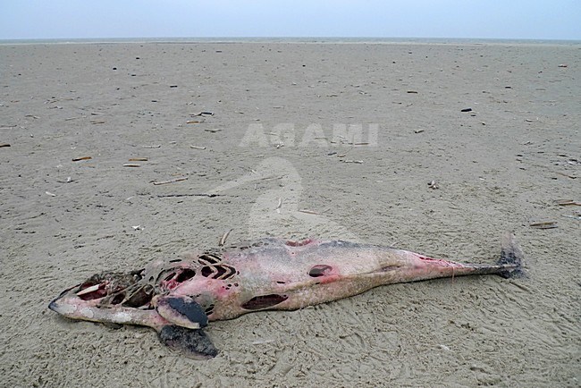 Bruinvis dood Noordvaarder Terschelling; Harbor porpoise dead beach Terschelling stock-image by Agami/Harvey van Diek,