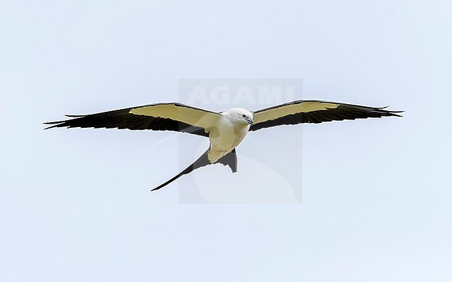 Swallow-tailed Kite (Elanoides forficatus forficatus) flying over Urzelina, Sao Jorge, Azores, Portugal. stock-image by Agami/Vincent Legrand,