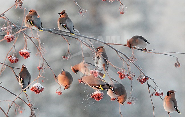 Volwassen Pestvogel foeragerend op bessen in de winter; Adult Bohemian Waxwing foraging on berries in winter stock-image by Agami/Markus Varesvuo,