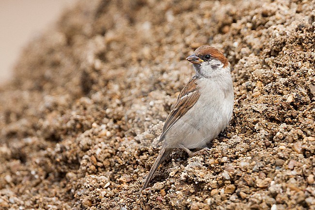 Eurasian Tree Sparrow - Feldsperling - Passer montanus ssp. montanus, juvenile, Croatia stock-image by Agami/Ralph Martin,