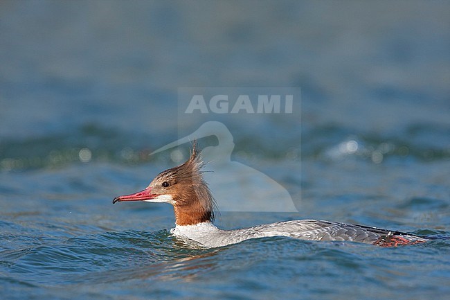 Goosander - Gänsesäger - Mergus merganser ssp. merganser, Germany, adult female stock-image by Agami/Ralph Martin,