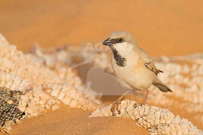 Desert Sparrow - WÃ¼stensperling - Passer simplex ssp. saharae, adult male, Morocco stock-image by Agami/Ralph Martin,