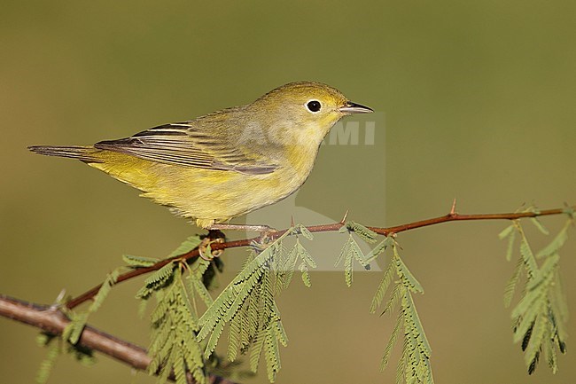 Adult female
Galveston Co., TX
May 2012 stock-image by Agami/Brian E Small,