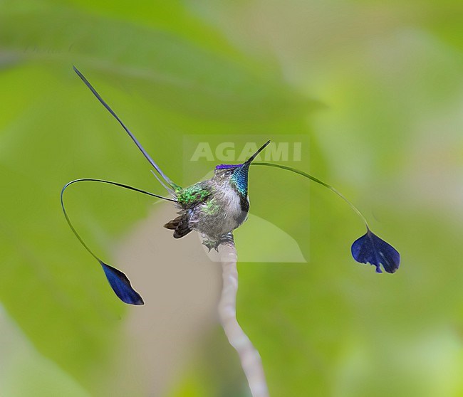 Marvelous Spatuletail, (Loddigesia mirabilis) spectacular Hummingbird with outrageous tail stock-image by Agami/Dustin Chen,