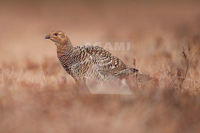 Vrouwtje Korhoen; Female Black Grouse stock-image by Agami/Han Bouwmeester,