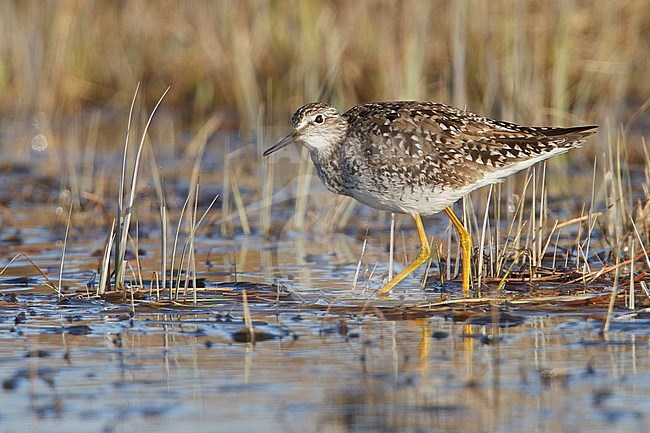 Lesser Yellowlegs (Tringa flavipes) feeding along the shoreline in Churchill, Manitoba, Canada. stock-image by Agami/Glenn Bartley,