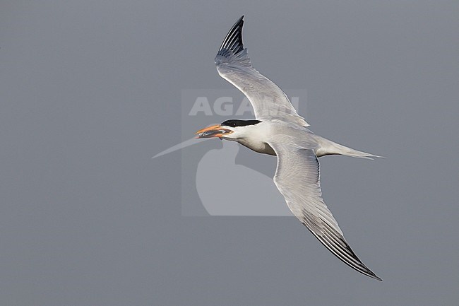 Adult breeding
Galveston Co., TX
April 2011 stock-image by Agami/Brian E Small,