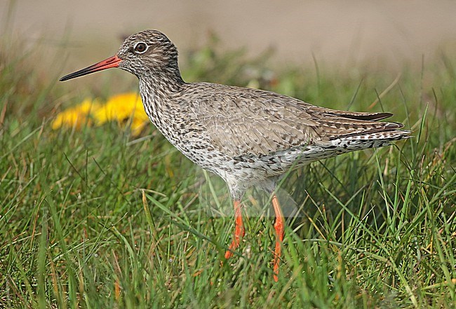 Common Redshank (Tringa totanus), adult standing in the grass, seen from the side. stock-image by Agami/Fred Visscher,