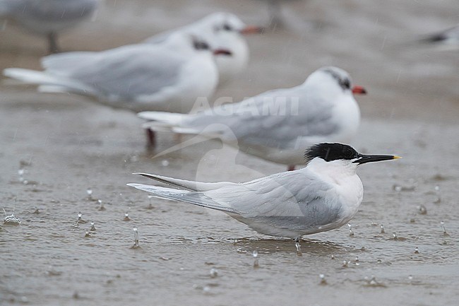 Sandwich Tern (Thalasseus sandvicensis), adult resting in shallow water together with Mediterranean gulls stock-image by Agami/Saverio Gatto,