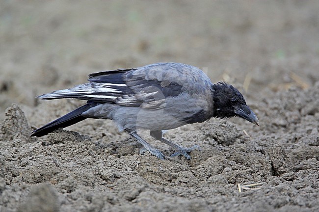 Bonte Kraai met pigmentstoornis; Hooded Crow with pigment disorder stock-image by Agami/Markus Varesvuo,