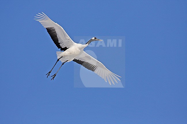 Red-crowned Crane (Grus japonensis) in flight against a blue sky on Hokkaido, Japan. This is a large East Asian species of crane and among the rarest cranes in the world. It is known as a symbol of luck, longevity, and fidelity. stock-image by Agami/Pete Morris,