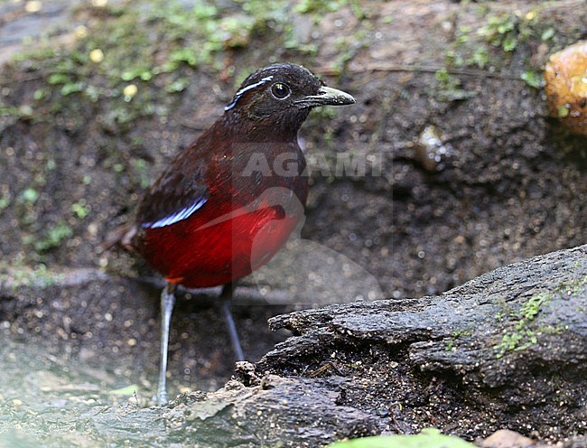 Graceful Pitta (Erythropitta venusta) perched on the ground of tropical moist montane rainforest in Sumatra, Indonesia. stock-image by Agami/James Eaton,