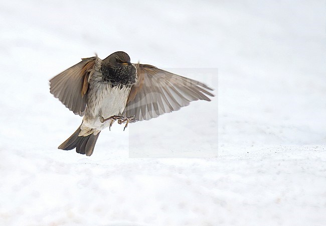 Male Black-throated Thrush (Turdus atrogularis) flying. Front view of bird showing underparts against snow as background. stock-image by Agami/Kari Eischer,